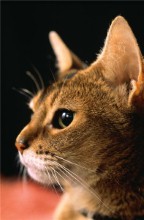 Humane Society fundraises for cats with gift bags Humane Society fundraises for cats with gift bags